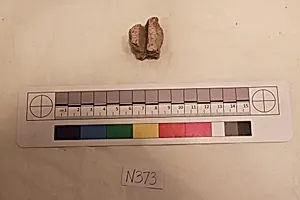 Stucco Fragment by Unknown Artist