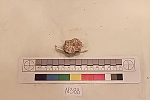 Stucco Fragment