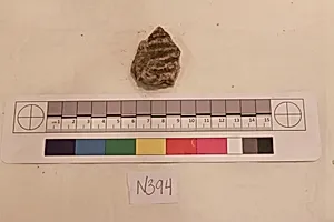 Stucco Fragment