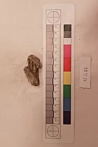 Stucco Fragment by Unknown Artist