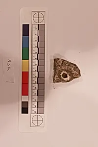 Stucco Fragment by Unknown Artist
