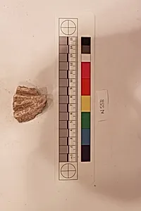 Stucco Fragment