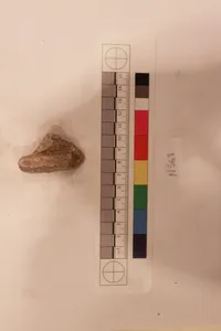 Stucco Fragment by Unknown Artist