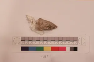 Stucco Fragment by Unknown Artist
