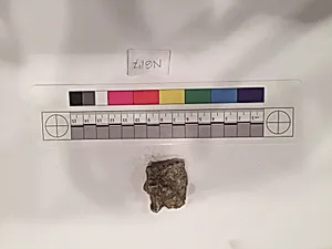 Stucco Fragment by Unknown Artist