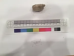 Stucco Fragment