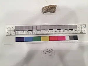 Stucco Fragment