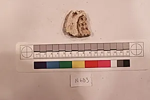 Stucco Fragment