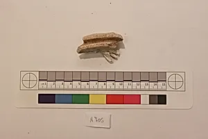 Stucco Fragment