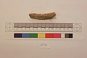 Stucco Fragment