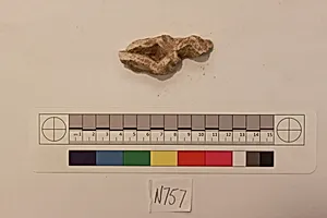 Stucco Fragment
