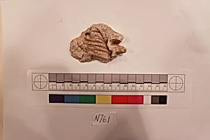 Stucco Fragment
