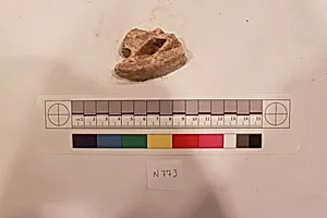 Stucco Fragment