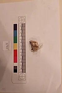 Stucco Fragment