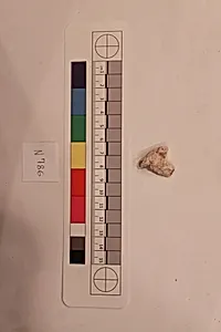 Stucco Fragment