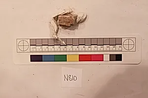 Stucco Fragment