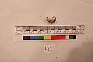 Stucco Fragment