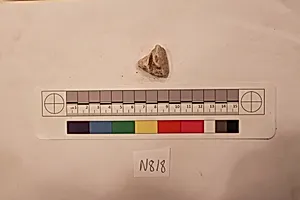 Stucco Fragment