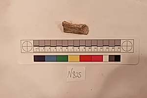 Stucco Fragment