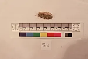 Stucco Fragment