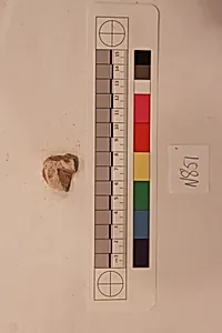 Stucco Fragment