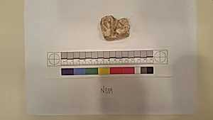 Stucco Fragment