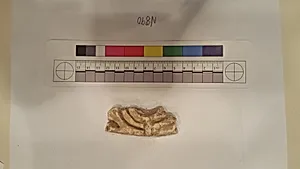 Stucco Fragment
