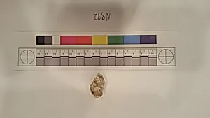 Stucco Fragment