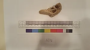 Stucco Fragment