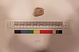 Stucco Fragment