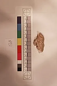Stucco Fragment