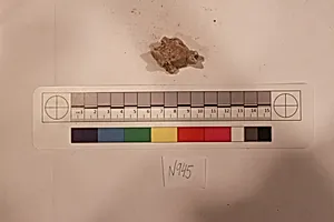 Stucco Fragment