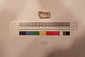Stucco Fragment