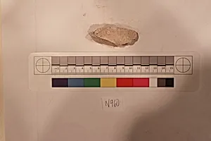 Stucco Fragment