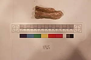 Stucco Fragment