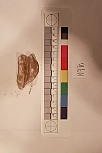 Stucco Fragment