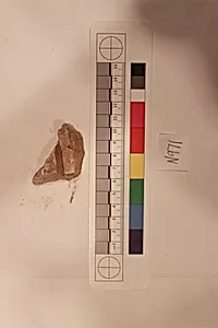 Stucco Fragment
