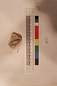 Stucco Fragment