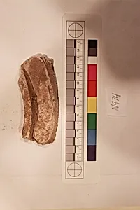 Stucco Fragment