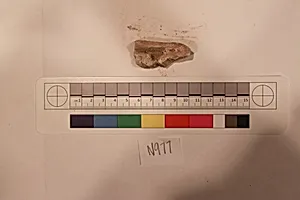Stucco Fragment