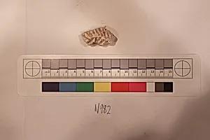 Stucco Fragment