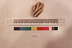 Stucco Fragment