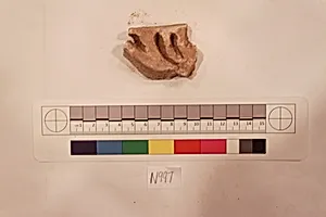Stucco Fragment