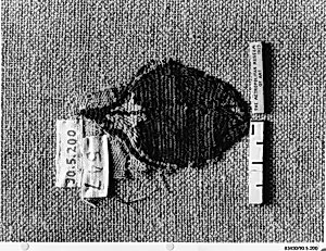 Textile Fragment