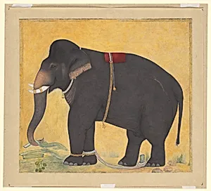 Young Elephant Eating