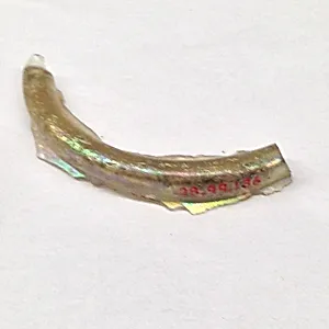 Fragment