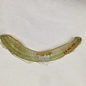 Fragment