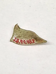 Fragment