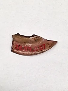 Fragment