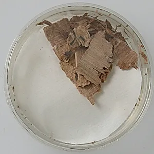 Papyri Fragments